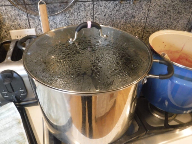 Gaultheria pseudonotablis Jam in progress