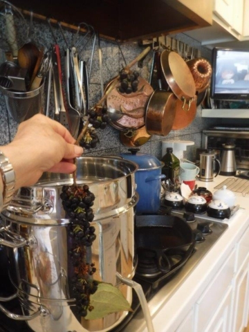 Gaultheria pseudonotablis Jam in progress