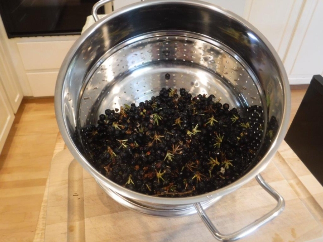 Gautheria pseudonotablis berries