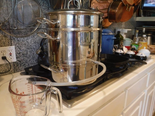 Gaultheria pseudonotablis Jam in progress